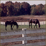 Pineview Farm