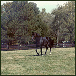  - Past resident - Without Fail, 16.3 hands, 1,400 pound, 
Thoroughbred, stake winning, stake producing stallion. Click to Enlarge